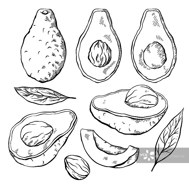 牛油果雕刻元素素描素材图片素材