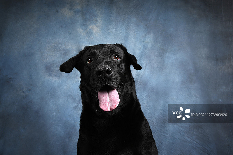 黑色拉布拉多犬图片素材