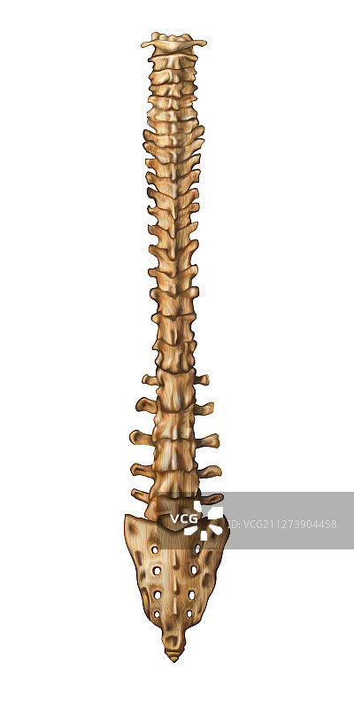 骨骼脊柱背部图片素材
