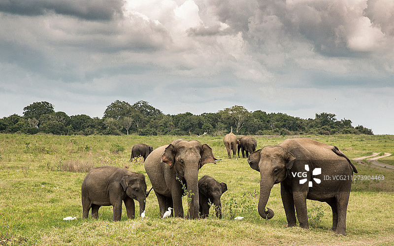 野生大象的一家图片素材