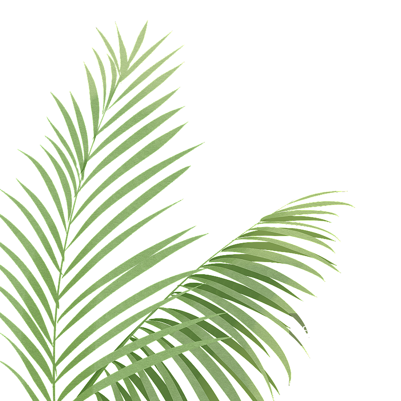 凤尾竹叶片水彩手绘插画图片素材