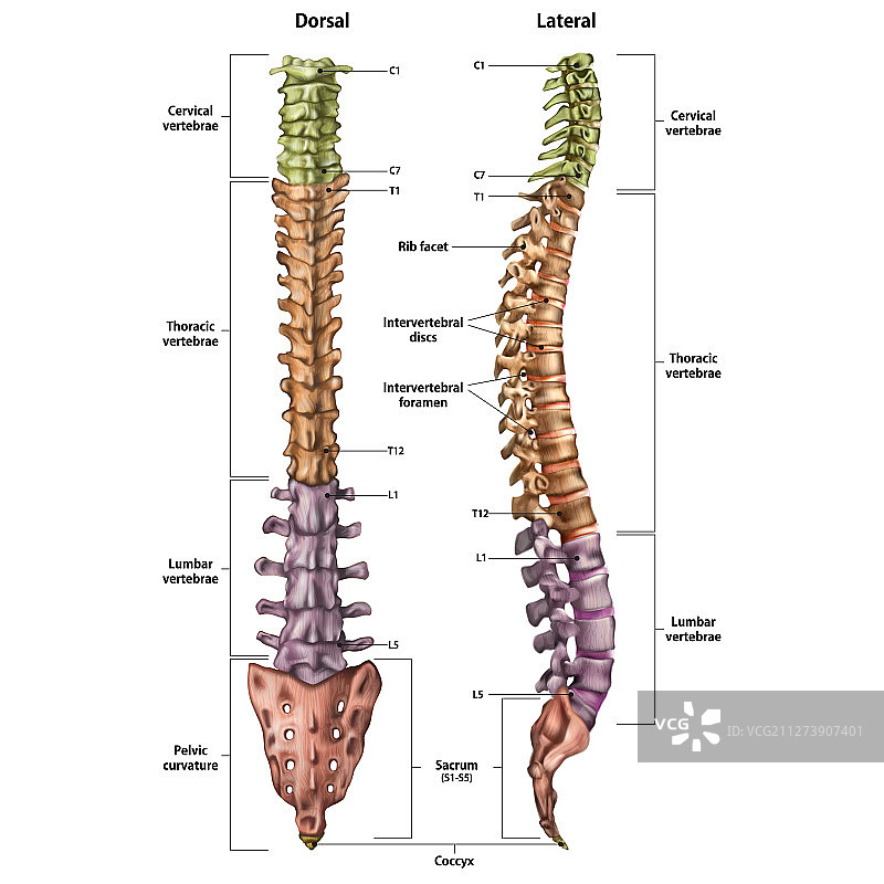 带有人体脊柱名称和描述图片素材