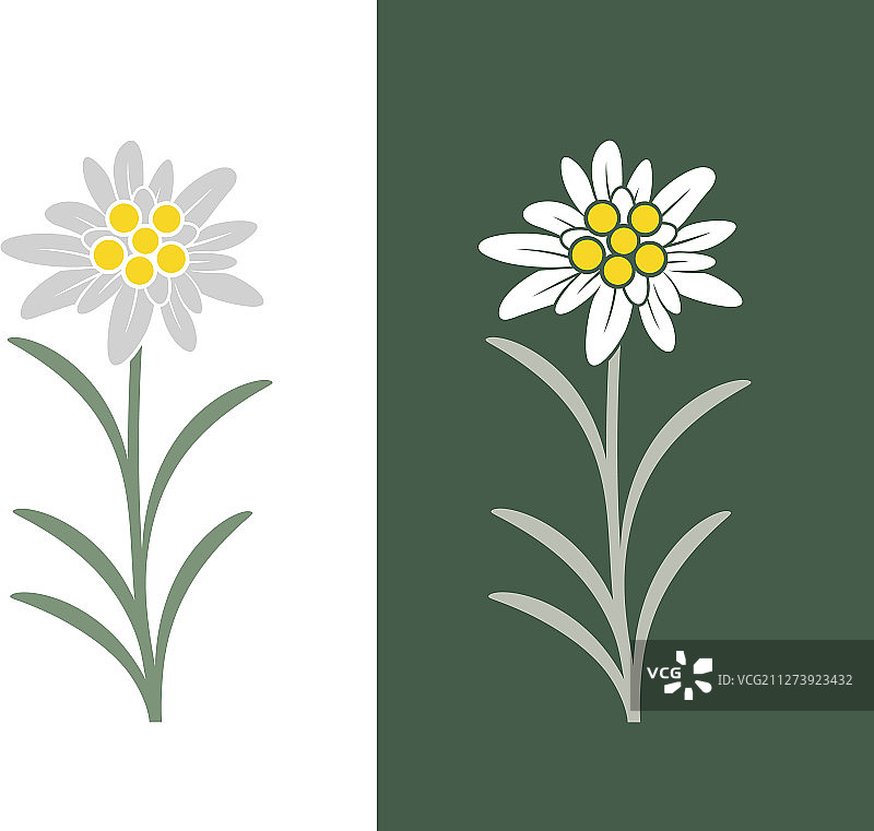 雪绒花图片素材