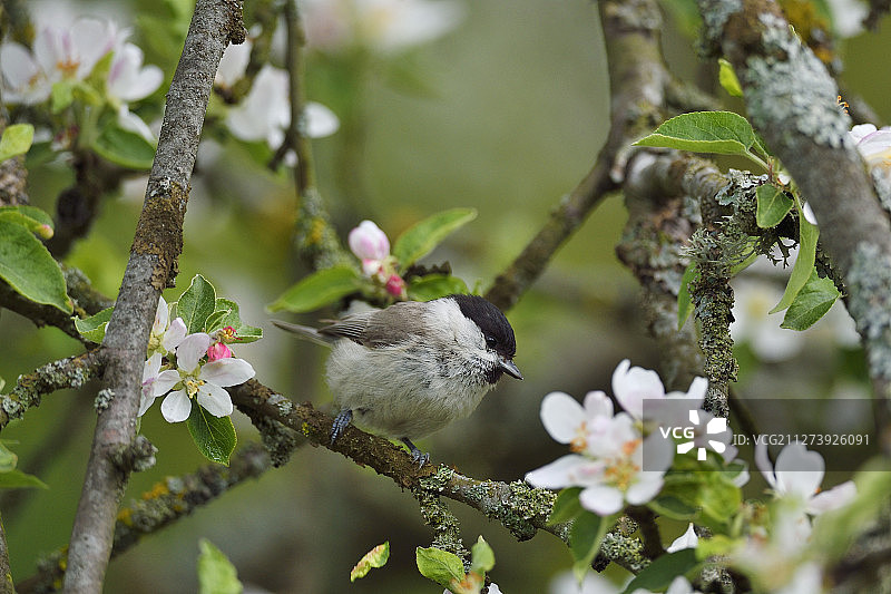 沼泽山雀栖息在穆斯泰卡村的树上图片素材