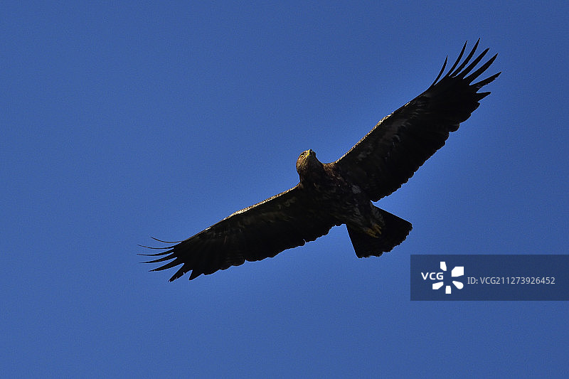 小斑点鹰，尼穆纳斯河三角洲图片素材