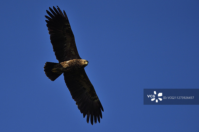 小斑点鹰，尼穆纳斯河三角洲图片素材