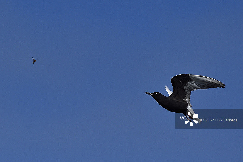 尼曼河三角洲的白翅浮鸥图片素材