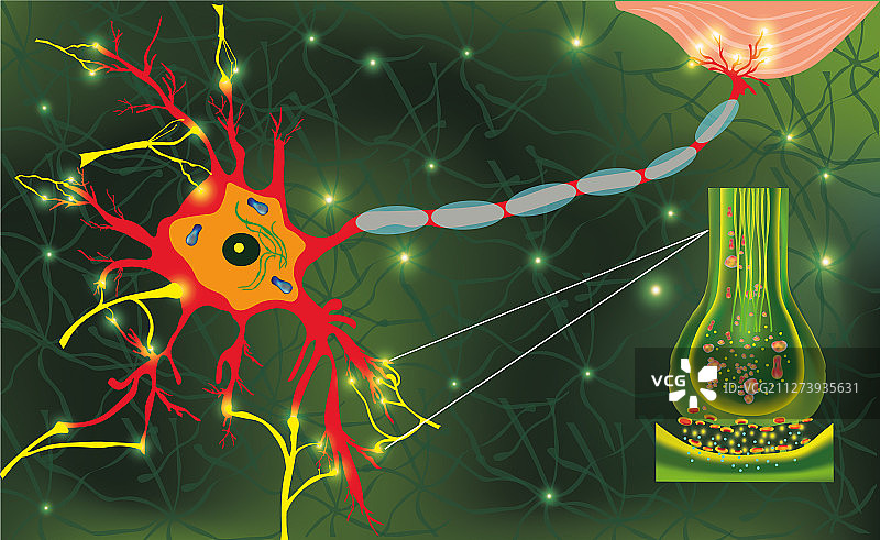 神经细胞传输信号解剖图片素材