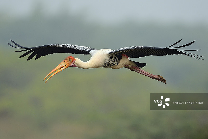普利卡特湖飞翔的彩绘鹳或鹮鹳，印度泰米尔纳德邦图片素材