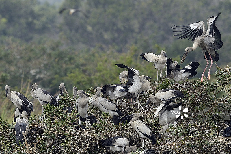 亚洲钳嘴鹳，印度泰米尔纳德邦普利卡特湖图片素材