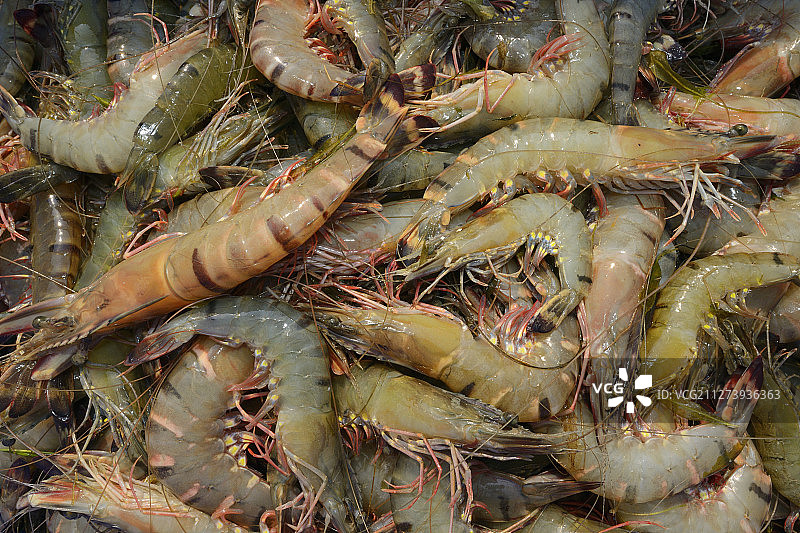 印度泰米尔纳德邦普利卡特湖的虾图片素材