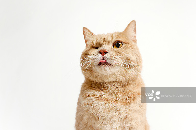 一只眼的猫图片素材