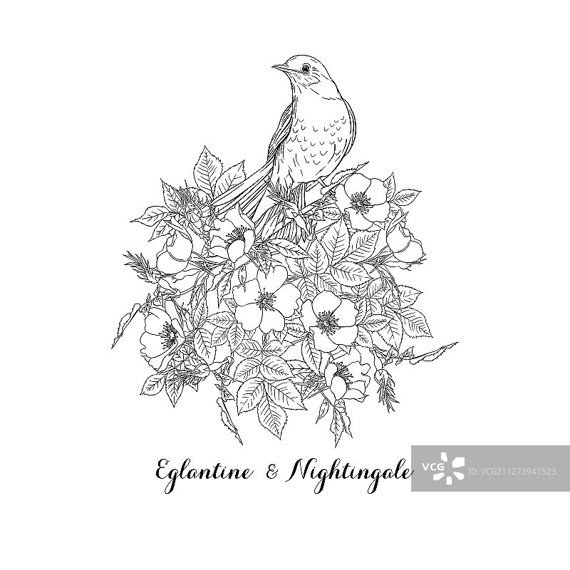 狗蔷薇图片素材