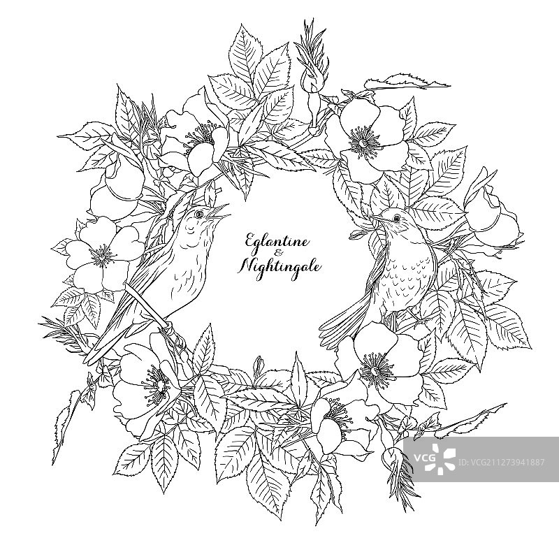 狗蔷薇图片素材