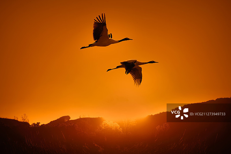 天空中两只黑颈鹤图片素材