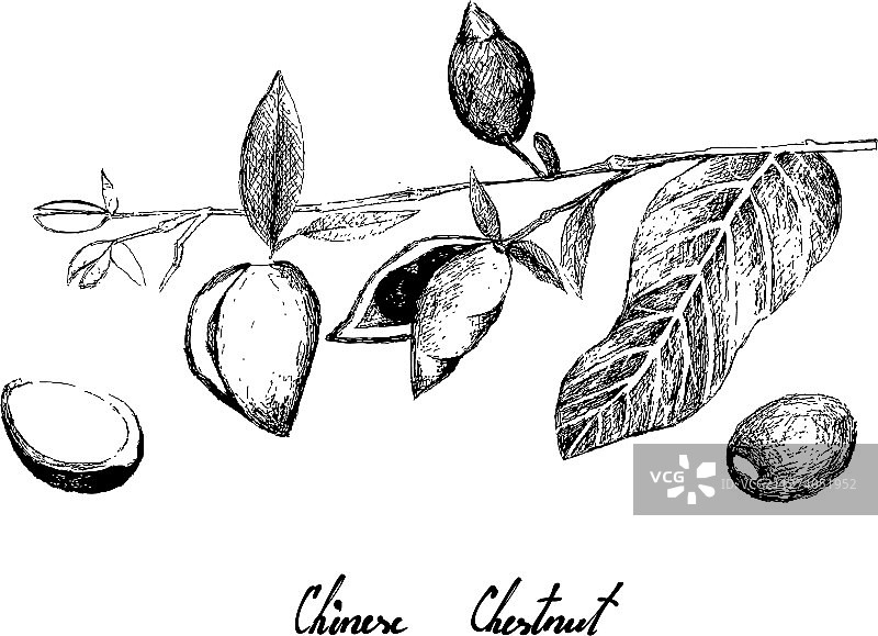 手绘中国板栗图片素材