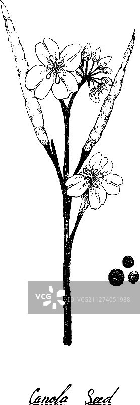 手绘油菜荚和种子图片素材