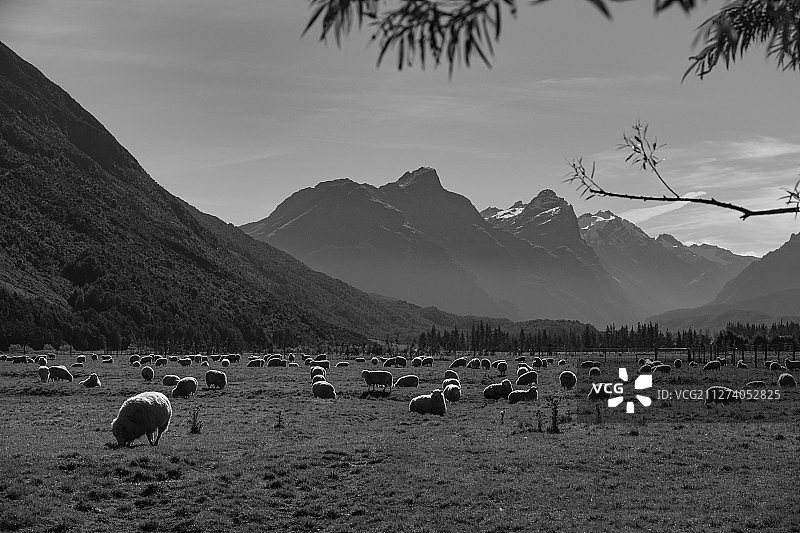 新西兰天然牧场图片素材