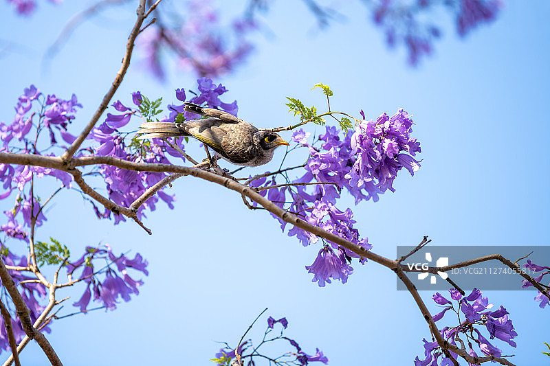 澳洲蓝花楹图片素材