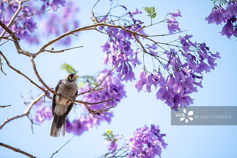 澳洲蓝花楹图片素材