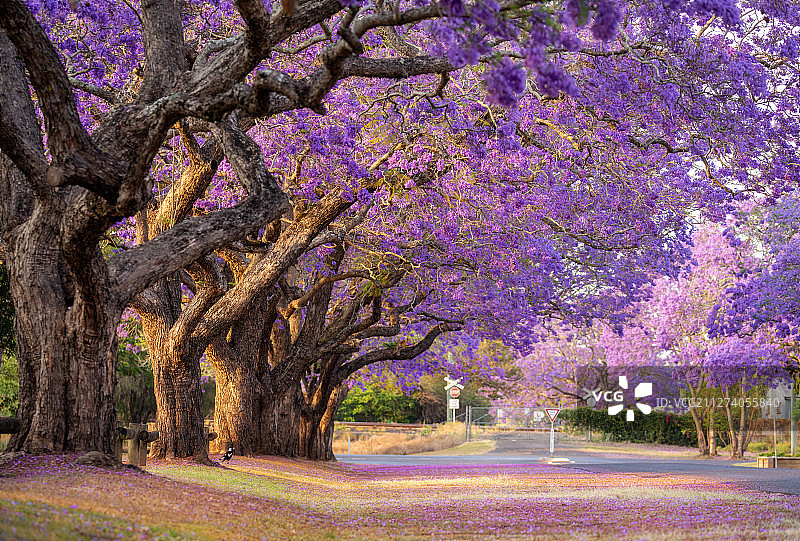 澳洲蓝花楹图片素材