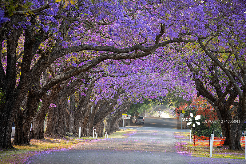澳洲蓝花楹图片素材