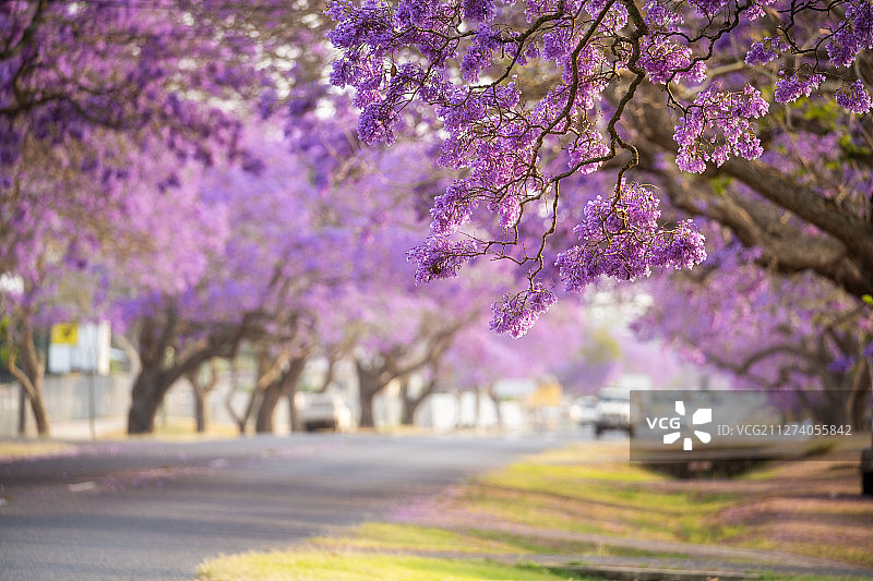 澳洲蓝花楹图片素材