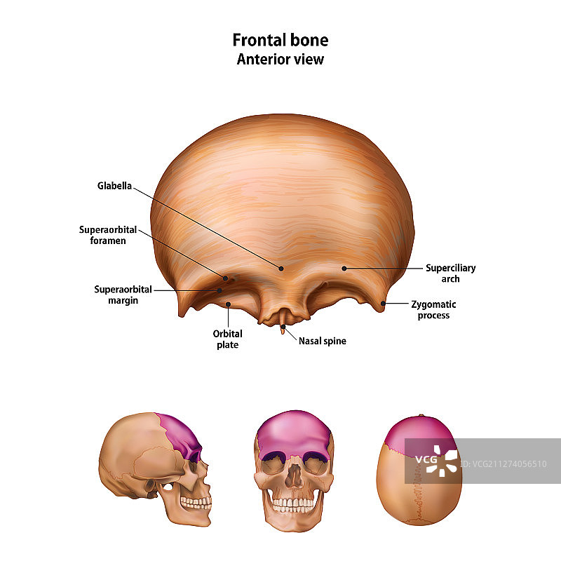 带有名称和描述的额骨图片素材