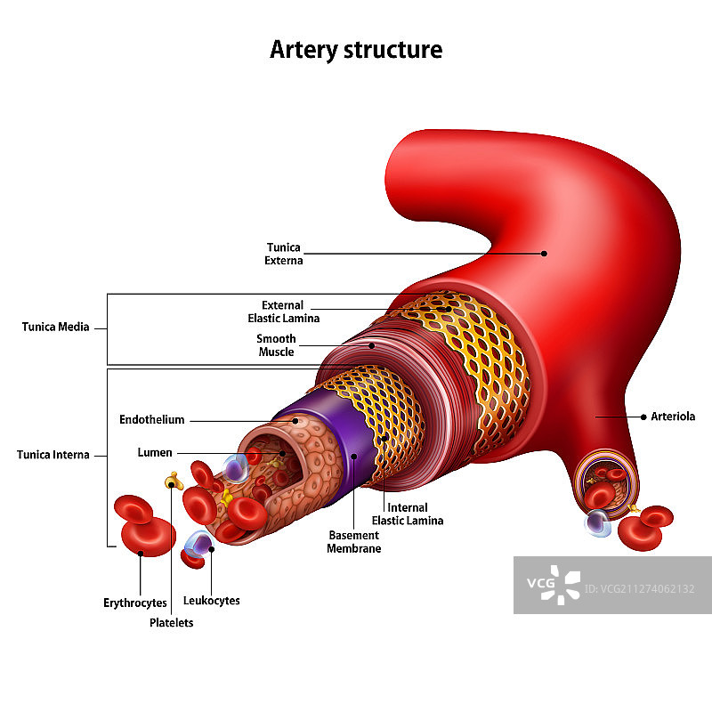 动脉结构及所有结构名称图片素材