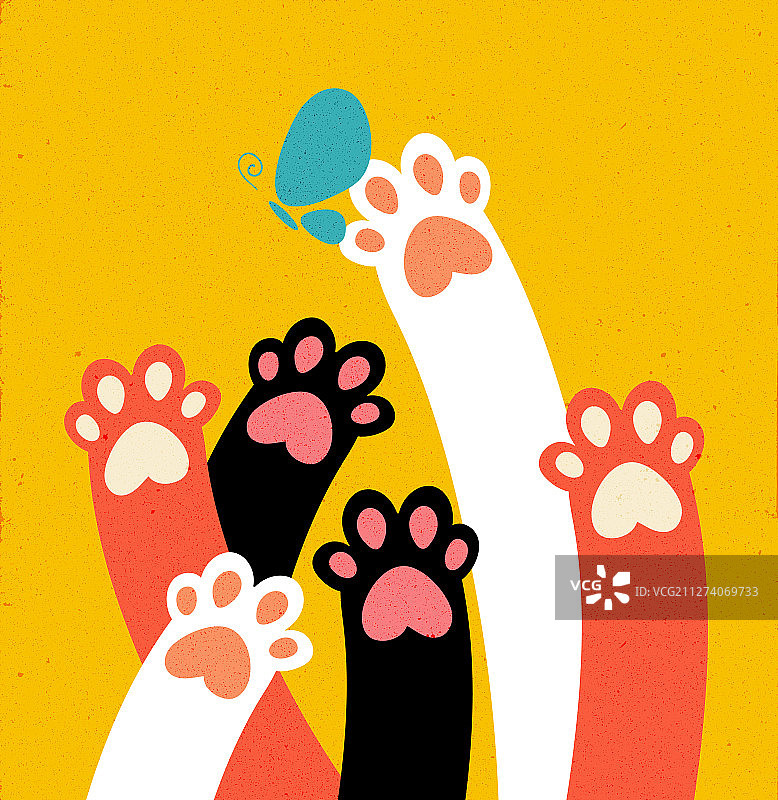 猫扑蝶图片素材