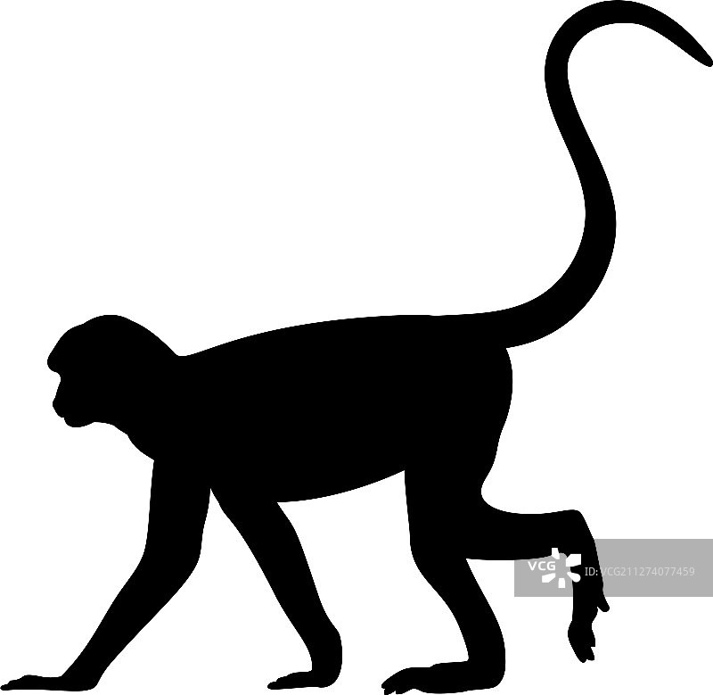 猴子动物灵长类轮廓图片素材
