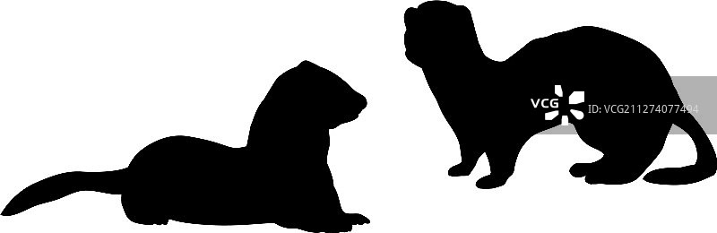 两只黄鼠狼和一只雪貂动物轮廓图片素材