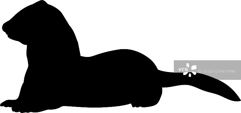 黄鼠狼鼬鼠剪影动物图片素材