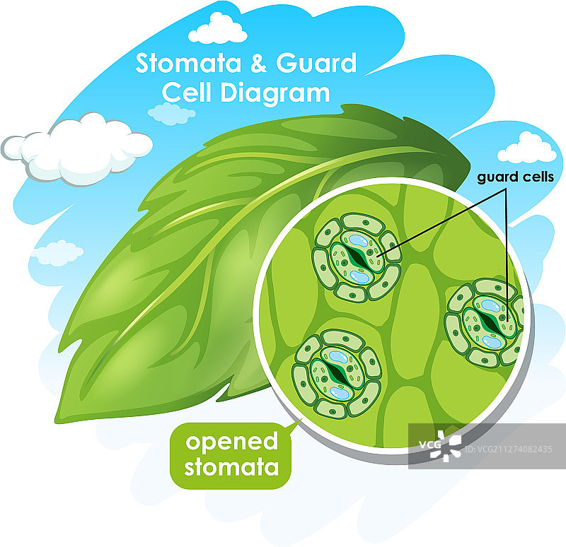 显示气孔和保卫细胞的图图片素材