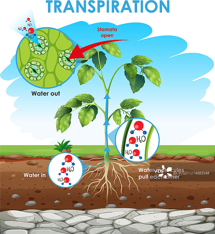 显示植物蒸腾作用的图图片素材