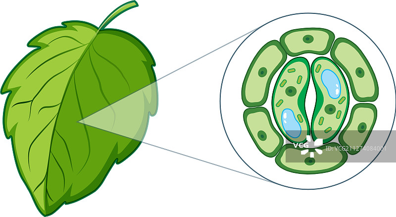 显示叶片植物细胞的图表图片素材