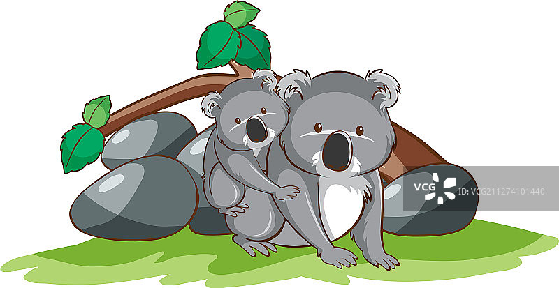 考拉照片图片素材