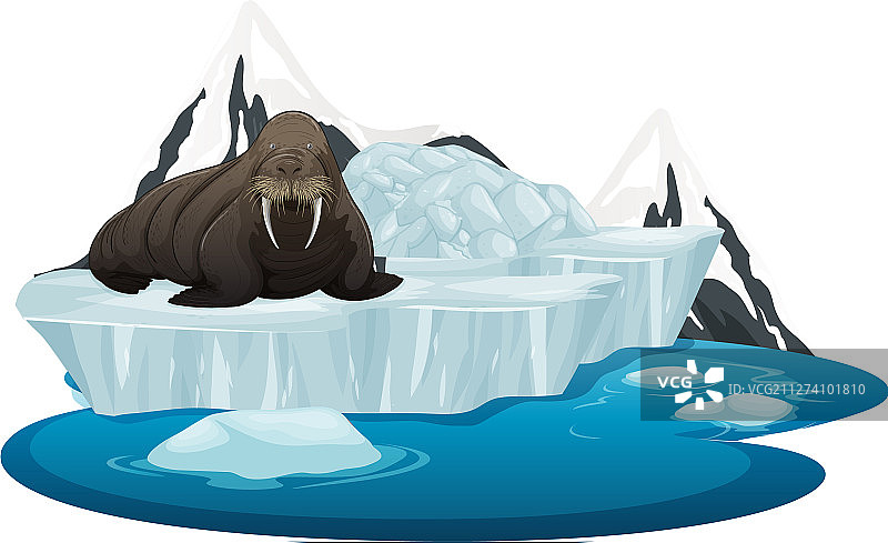 冰上海象图片图片素材