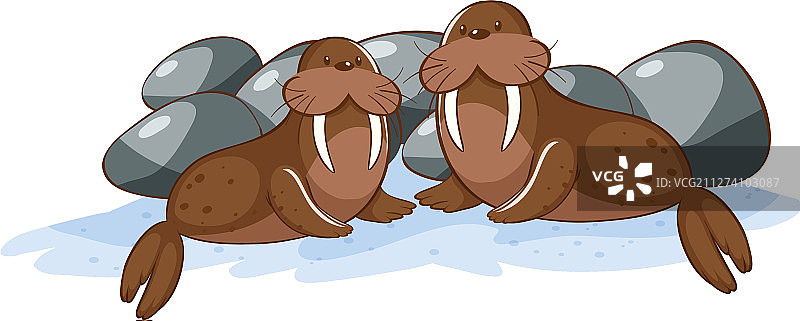 白色背景上的两只海象图片素材