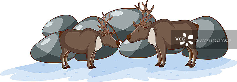 白色背景上的驯鹿图片素材