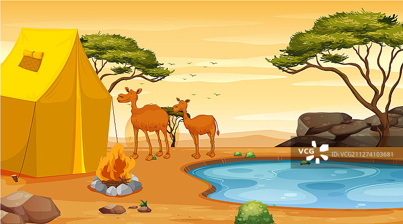 沙漠双骆驼场景图片素材