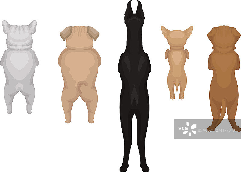 血统狗用后腿站立的后视图图片素材