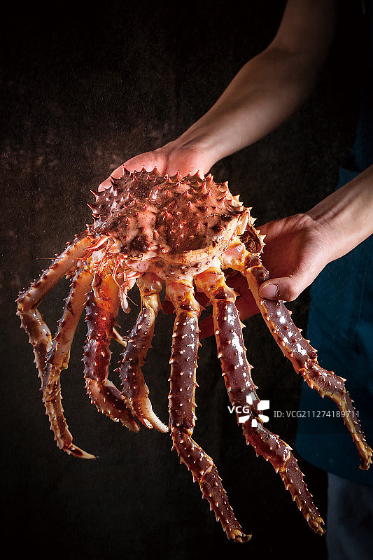 帝王蟹图片素材