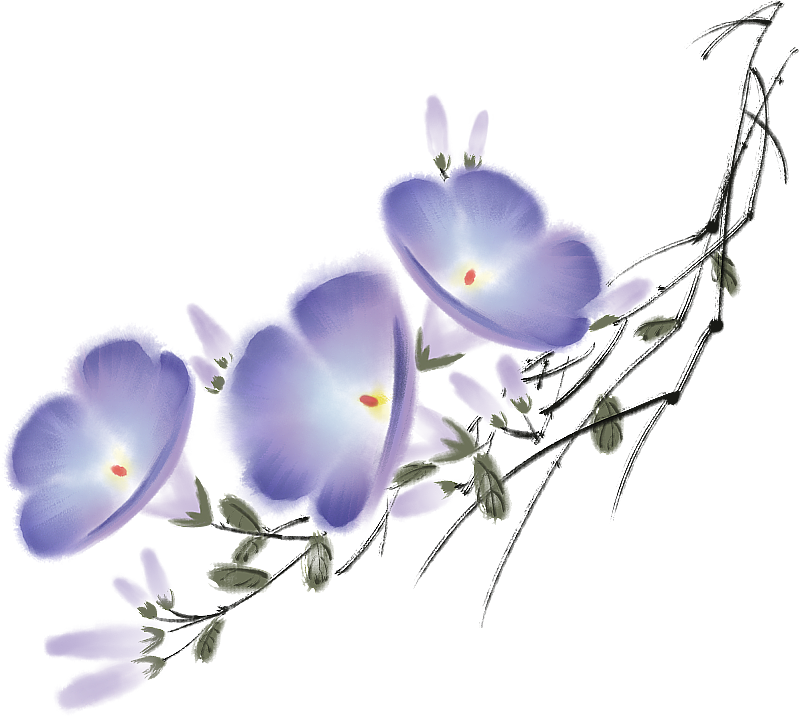 牵牛花图片素材