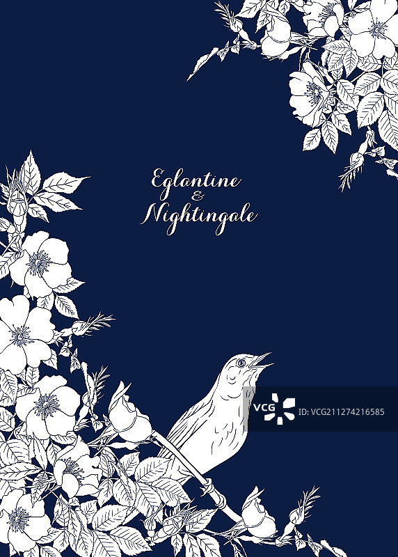 野蔷薇荆棘图片素材