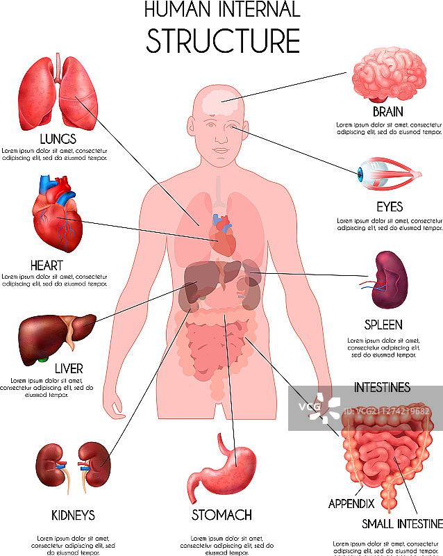 逼真的人体内部器官信息图图片素材