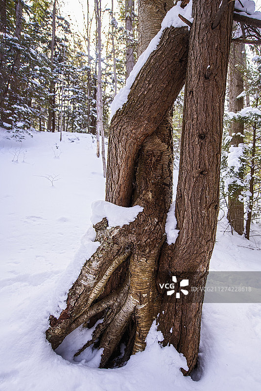 自然中的爱与相伴：森林小径上的黄桦与铁杉树图片素材