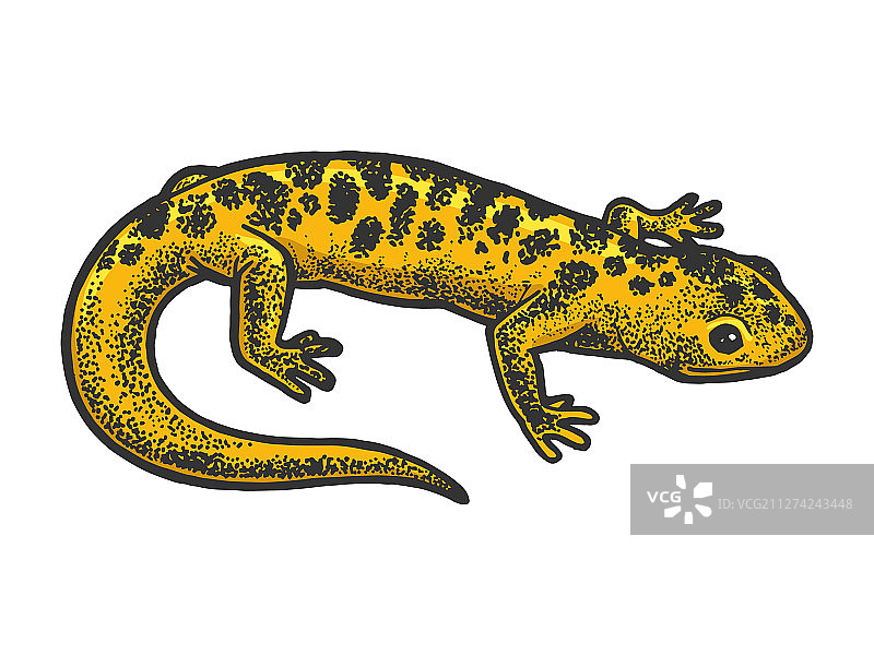蝾螈蜥蜴动物素描图片素材