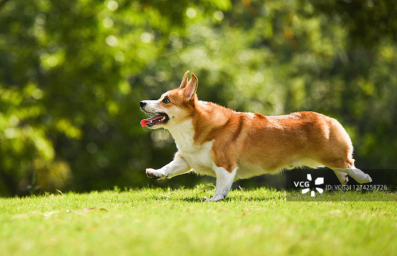 草坪上的柯基犬图片素材