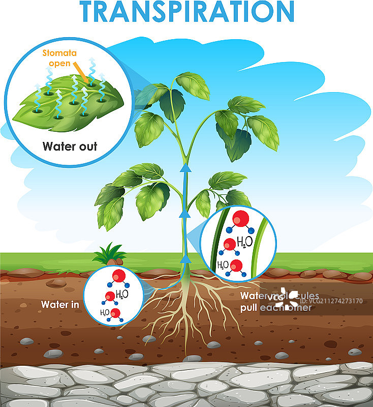 显示植物蒸腾作用的图图片素材